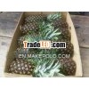 Fresh pineapple (Tropical fruit)
