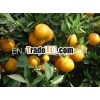fresh citrus fruit /navel orange