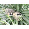 FRESH PINEAPPLE - HIGH QUALITY