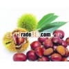 2013 New Fresh Chestnut Organic Chestnut