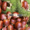 Hot!!! New crop fresh raw sweet chestnut