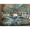 FRESH PINEAPPLES WITH LARGE QUANTITY