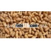 Raw Peanut in shell for hot sale