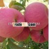 2013 seaonable fresh fuji apple hot sale in middle east