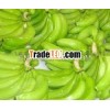 CAVENDISH BANANA: BEST PRICE FROM VIET NAM