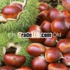 Chinese new crop fresh chestnut exporter