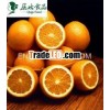 China fresh sweet navel orange