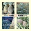 FRESH PINEAPPLES WITH BEST PRICE AND HIGH QUALITY