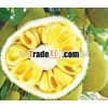 FRESH JACK FRUIT