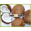 Quality matured Coconuts