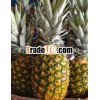 FRESH PINEAPPLES WITH LARGE QUANTITY AND SPECIAL PRICE
