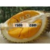 Fresh Durians