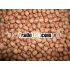 groundnut kernel