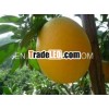 2013 New Crop ponkan orange seeds