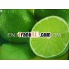 Fresh Green Lime- High Quality- Best Price