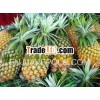 Fresh pineapple ( Tropical fruit)