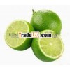 FRESH LIME WITH HIGH QUALITY FROM VIETNAM