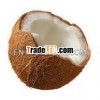 High quality kerala coconut