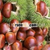 Hot!! Chinese fresh chestnut for sale