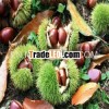 high quality good price chestnuts/new crop chestnut