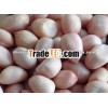 Indian peanuts TJ JAVA Round kernel