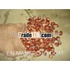 2012 New Crop Fresh Chestnut From China
