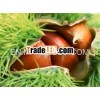 Chinese Chestnut Fresh Chestnut Yanshan Montain Hot Sale