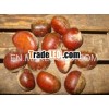 Chinese fresh chestnut/2012 new crop