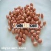 red skin shandong Peanut Kernels