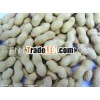 Organic Fresh Farm Peanuts in shell