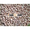 Ordinary Raw Peanut Kernel