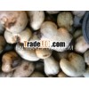 Raw cashew nut in shell