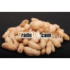GROUND NUT PROCESSOR INDIA