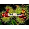 2013 Crop Chinese Fresh Chestnut,  Lower Price sweet chestnuts