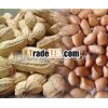 Bulk Raw Organic Groundnut Peanut