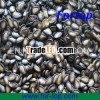 Black Watermelon Seeds