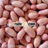 Chinese Peanut Kernel New Crop