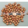 Peanut Kernel / Groundnut Kernel