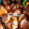 Dried Chestnut