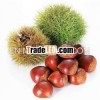 chestnut exporter/2013 fresh chestnut for sale
