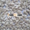 Snow white pumpkin seed Yellow pumpkin seeds Sunshine skin pumpkin seeds