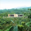 2013 New Crop Organic Chinese Chestnut Fresh Chestnut Hot Selling Now