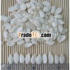 chinese snow white pumpkin seeds
