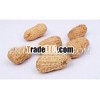 2012 Chinese Fresh Farm Peanut