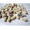 Fresh Long peanut 2012