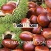 Yanshan Fresh Chestnut With Size 90-110pcs/kg 130-150pcs/kg