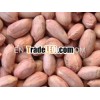 Red Groundnuts Bold kernel