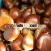 wholesale chestnuts/new season fresh sweet chestnut