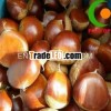 Chestnut