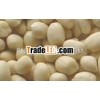 NEW CROP INDIAN BLANCHED PEANUT KERNEL